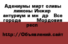 Адениумы,мирт,оливы,лимоны,Инжир, антуриум и мн .др - Все города  »    . Мордовия респ.